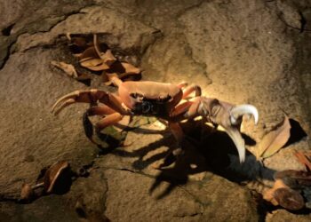 Đến Côn Đảo xem loài cua cạn lớn nhất Việt Nam