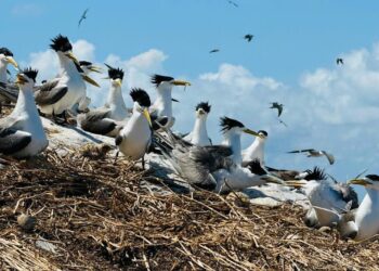 Ngắm hòn Trứng, sân chim biển có mật độ sinh sản lớn nhất Việt Nam